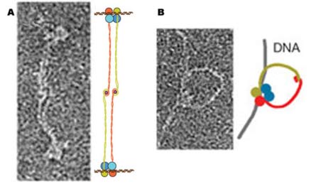 Electron Micrograph Comparasions